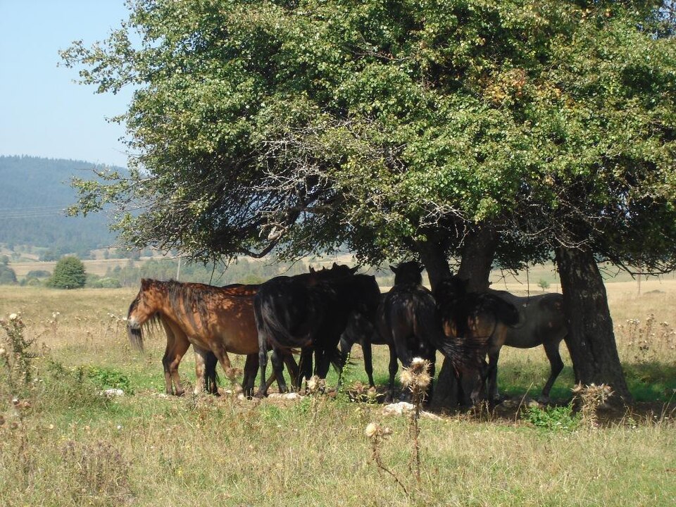 File:Borike.JPG