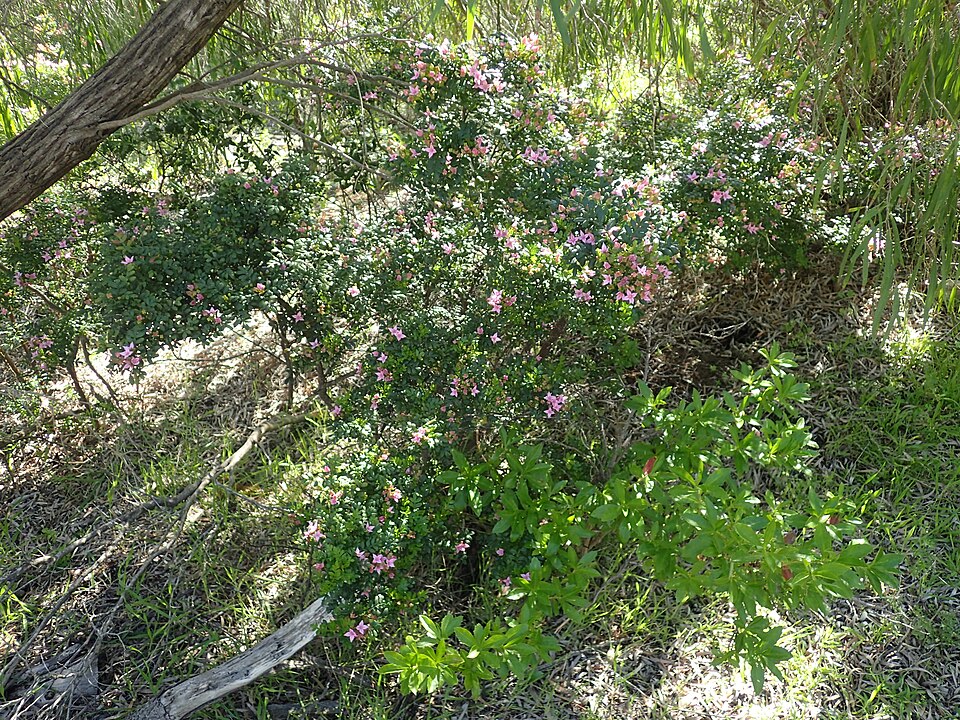 File:Boronia alata flowers 02.jpg