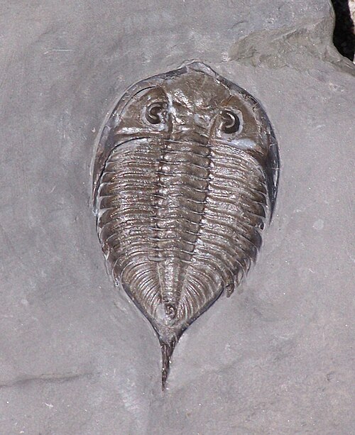 File:Dalmanites limulurus trilobite silurian.jpg