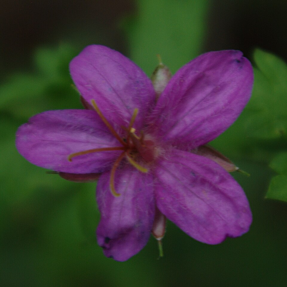 File:Geranium caespitosum flora pistil.jpg
