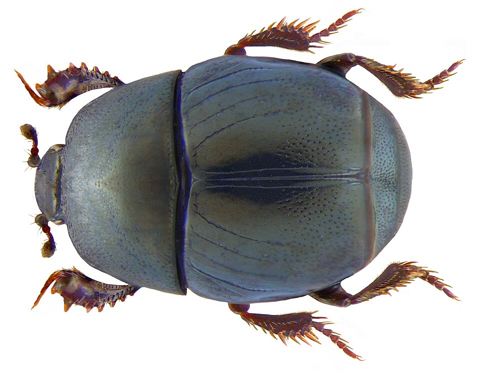 File:Hypocaccus rugifrons (Paykull, 1798) (3232047336).jpg