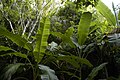 part of the series: jungle&nbsp;