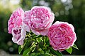 'Mary Rose'