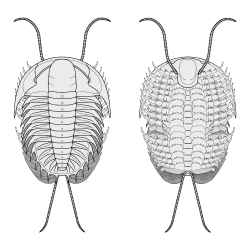 Diagram of Olenoides serratus (Trilobita)