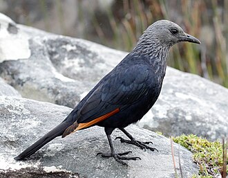 Female, showing streaky grey head plumage, in restio-dominated fynbos