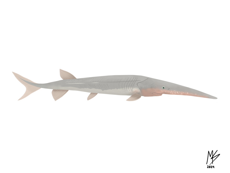 File:Parapsephurus.png