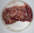 Molicola horridus in the liver of the fish Diodon hystrix