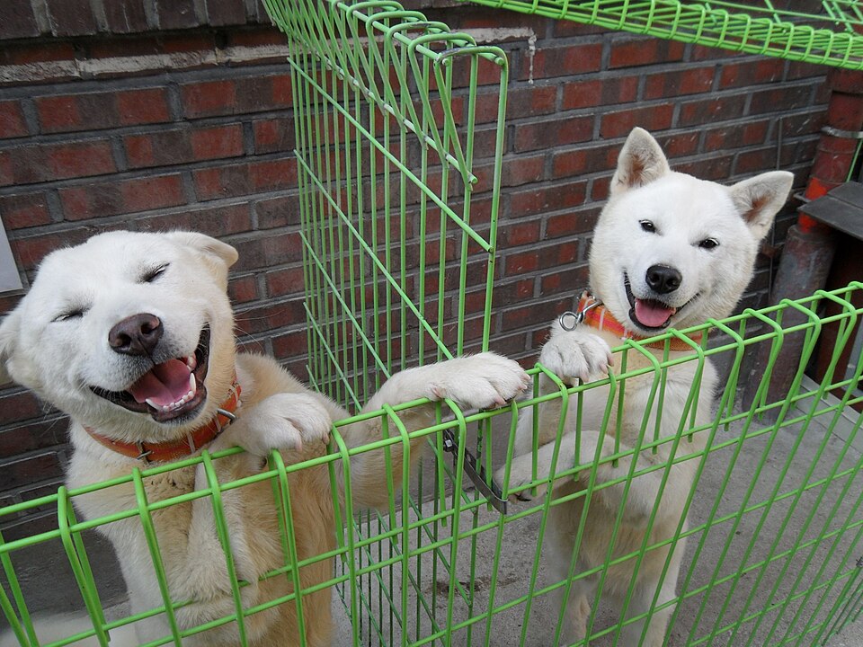 File:Poongsandogs.JPG