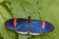 13 butterfly speciesfrom Oceania