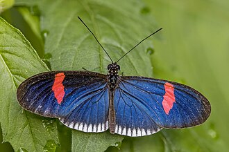 Red postman Heliconius erato cyrbia Cook Islands