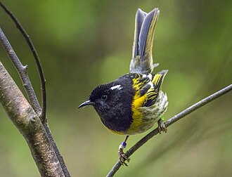 Stitchbird Notiomystis cincta ♂ New Zealand