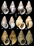 Thumbnail for version as of 09:05, 19 April 2021