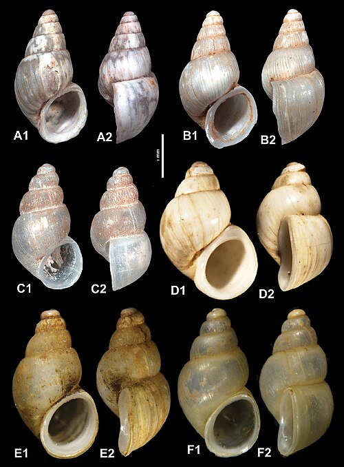 File:Travunijana (10.3897-subtbiol.38.64762) Figure 3.jpg