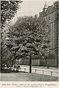 'Umbraculifera' in Germany, 1912