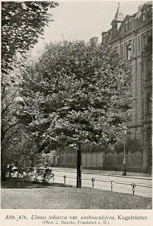 File:Ulmus foliacea var. umbraculifera.jpg