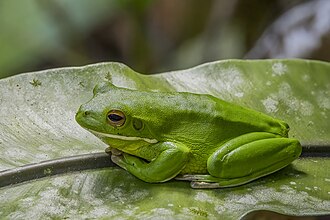 White-lipped tree frog (Nyctimystes infrafrenatus) Daintree