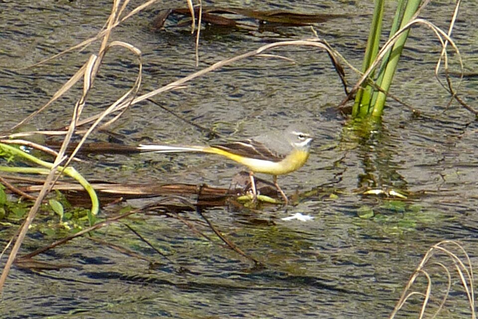 File:Aljezur - grey wagtail (13424175603).jpg