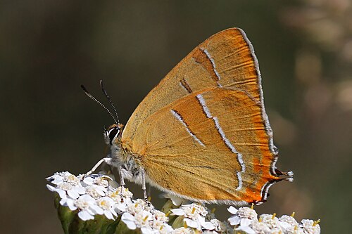 Brown hairstreak, by Charlesjsharp