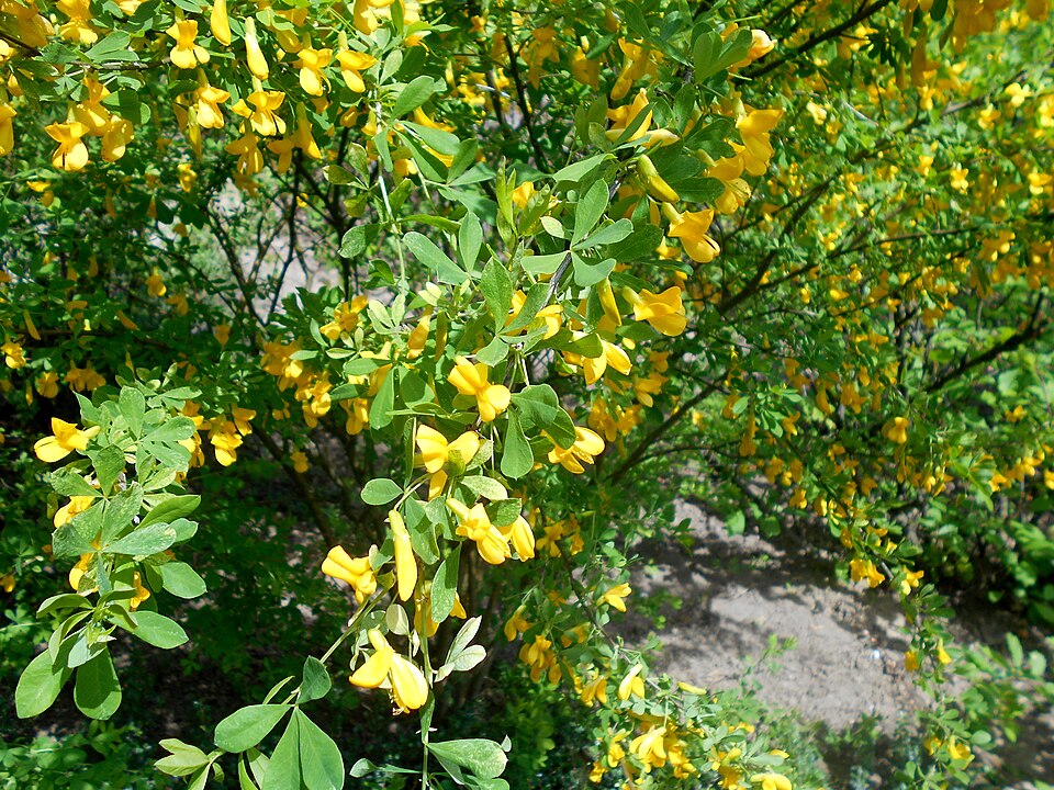 File:Caragana frutex 2016-05-17 0262.jpg
