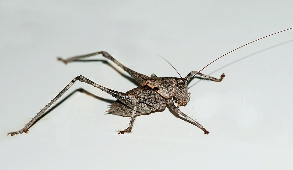 File:Cricket September 2010-1.jpg