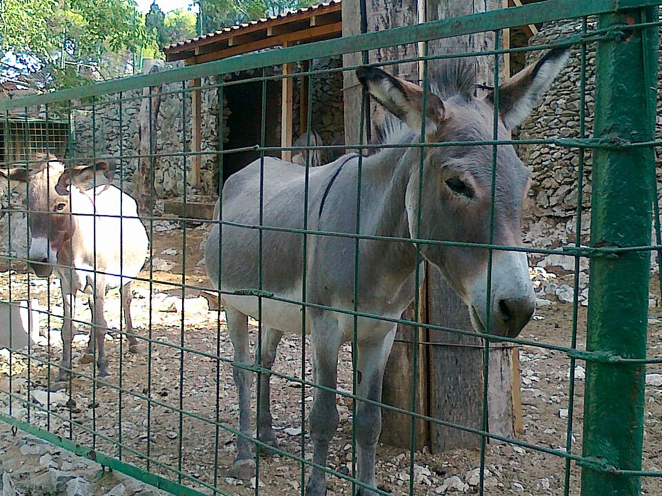 File:Donkeys in Split ZOO.jpg