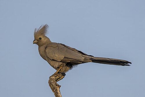 Grey go-away-bird Corythaixoides concolor South Africa