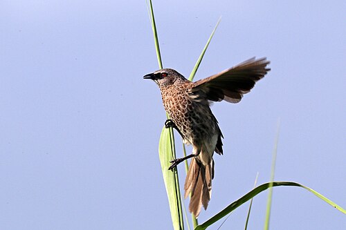 Hartlaub's babbler Turdoides hartlaubii Zimbabwe