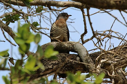 Red-chested cuckoo Cuculus solitarius ♀ South Africa