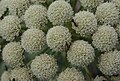 flowers of plant in previous picture