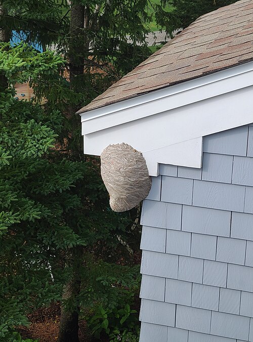 File:Yellowjacket nest found in Kittery, Maine.jpg