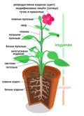 српски (ћирилица)