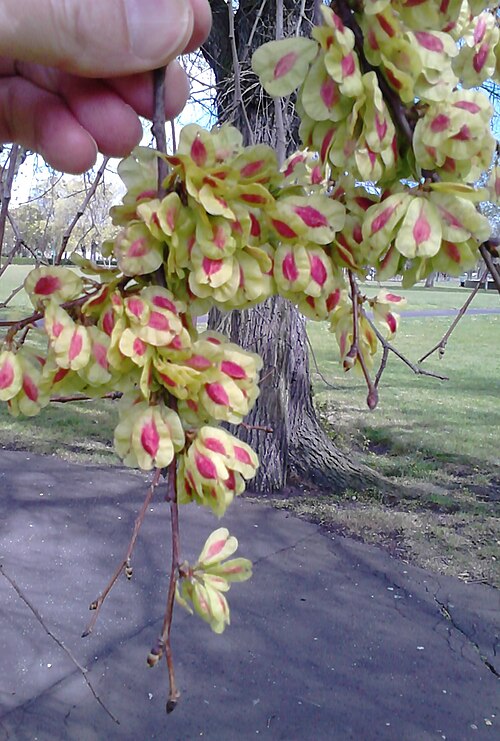 File:AZ0015 Ulmus minor 'Cucullata' samarae.jpg