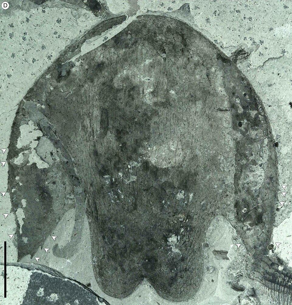 File:Cambroraster H-element ROMIP 65079.jpeg