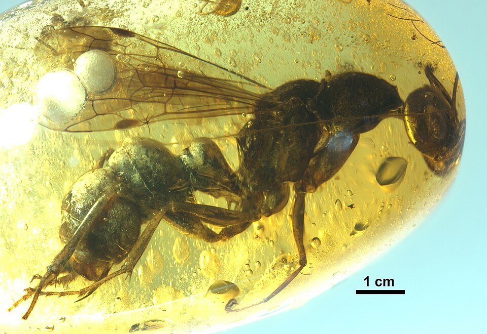 File:Chonidris insolita FANTWEB00022 profile right.jpg