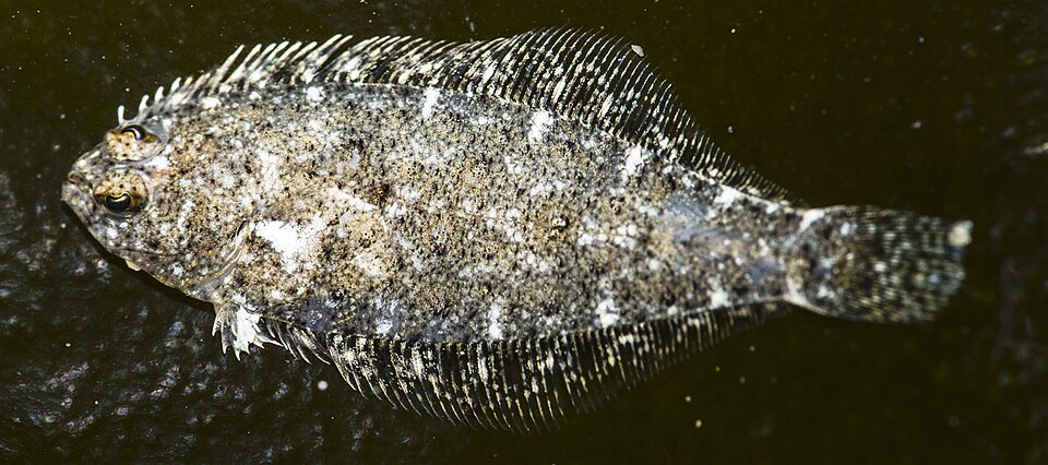 File:Citharichthys stigmaeus (Speckled Sanddab).jpg