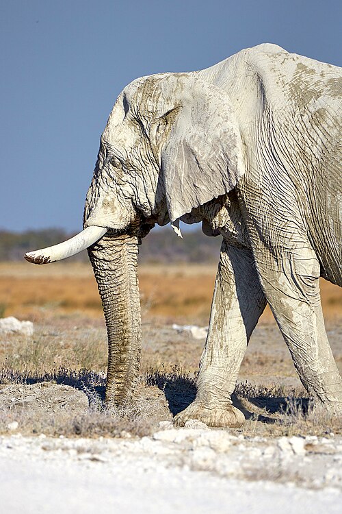 File:Elephant Bull Eyebrow 2019-07-27.jpg