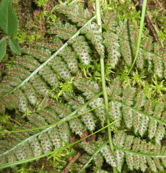 Sori on the underside of the fronds