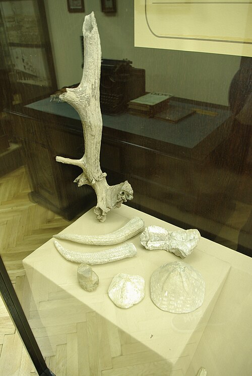 File:From museum in Loznica 1.JPG