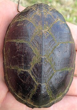 Carapace, Mississippi