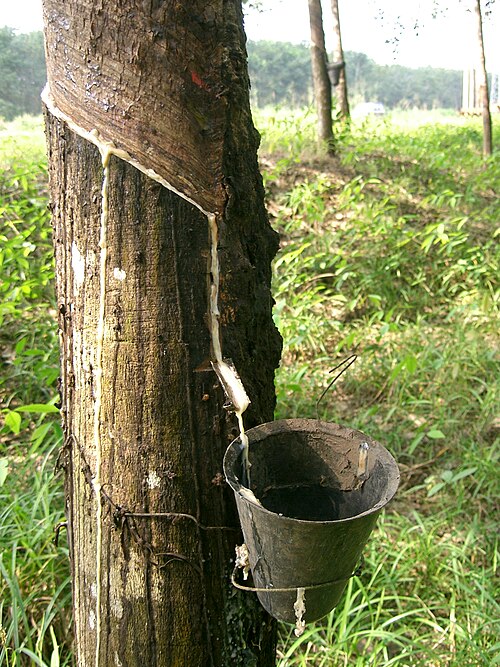 File:Latex - Hevea - Cameroun.JPG