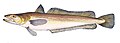 Thumbnail for version as of 21:27, 18 February 2012