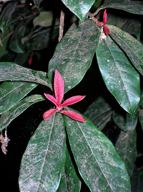 File:Niemeyera whitei new growth.jpg