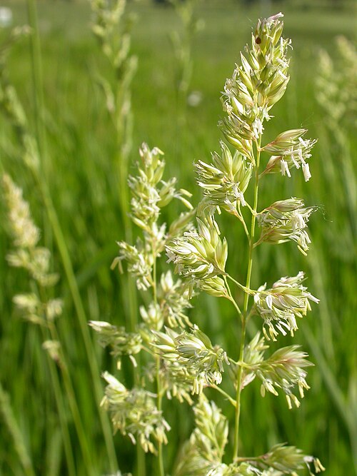 File:Phalaris arundinacea (3882414219).jpg