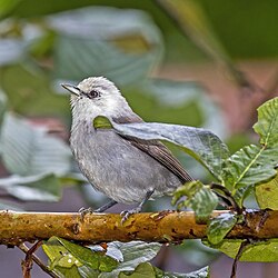 Príncipe speirops Zosterops leucophaeus São Tomé and Príncipe