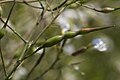 Seed pod