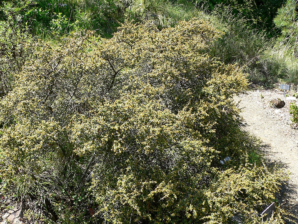 File:Rhamnus crocea 1.jpg