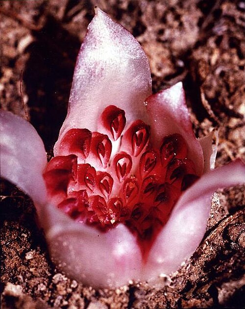 File:Rhizanthella gardneri — Fred Hort.jpg