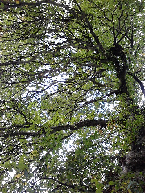 File:Unidentified Ulmus cultivar. Duncan Place, Edinburgh.jpg