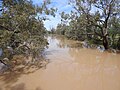 Bokhara River in flood, from the Goodooga Brenda Road bridge, west of the town (2021).