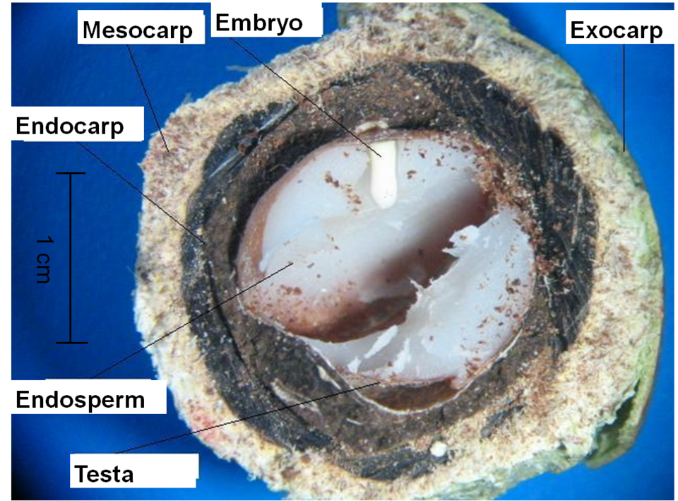 File:Acrocomia aculeata Fruit Shell Composition.png